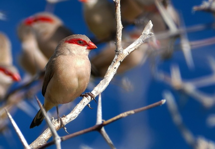 	Estrilda troglodytes