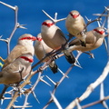 	Estrilda troglodytes	