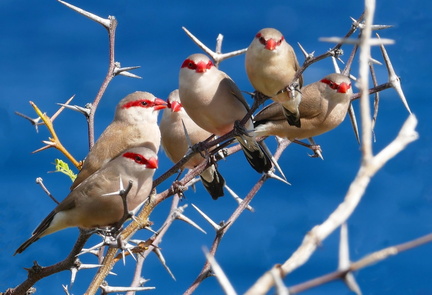 	Estrilda troglodytes	