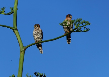 	Falco sparverius	