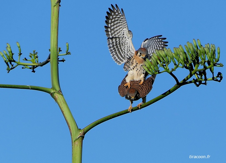 	Falco sparverius