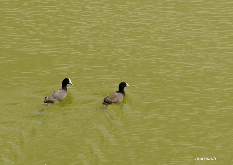 	Fulica americana	