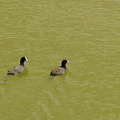 	Fulica americana	