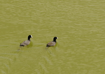 	Fulica americana	