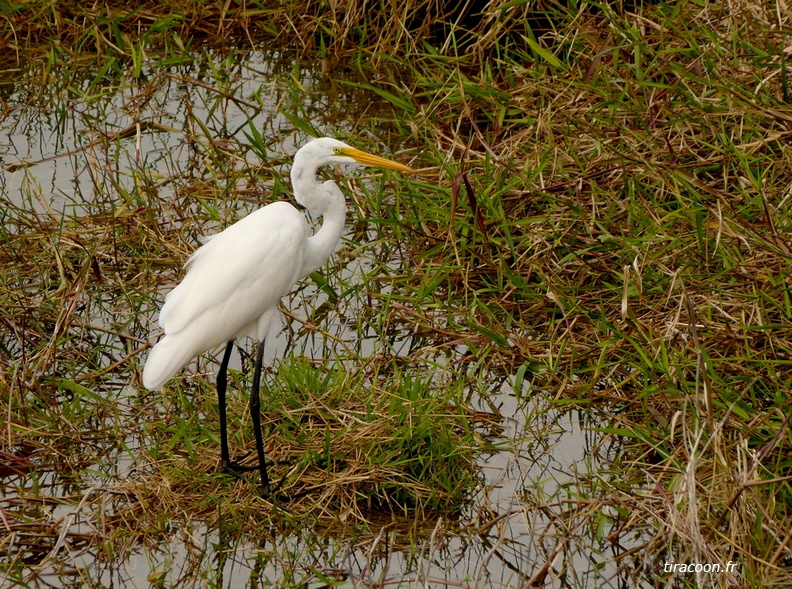 	Ardea alba	