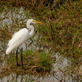 	Ardea alba	