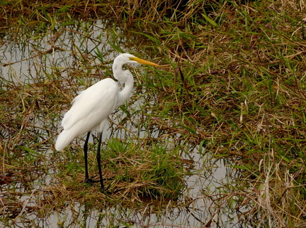 	Ardea alba	