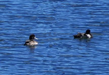 	Aythya affinis