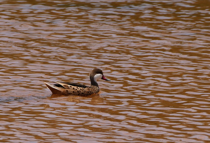 	Anas bahamensis	