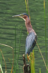 	Butorides virescens