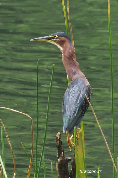 	Butorides virescens