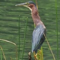 	Butorides virescens