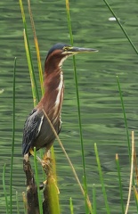 	Butorides virescens