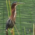 	Butorides virescens