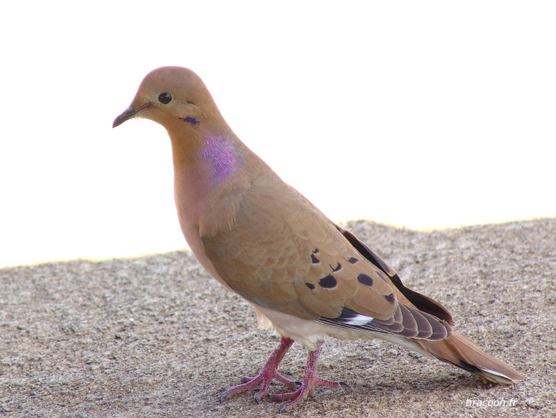 	Zenaida aurita