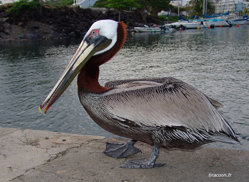 Pélican brun. Pelecanus occidentalis. A la marina de Rivière-Sens à Gourbeyre. DSC04085M.jpg