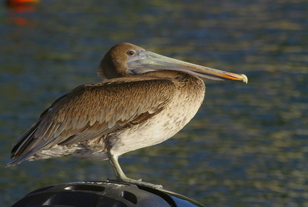 	Pélican brun	