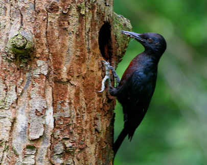 	Melanerpes herminieri	