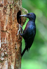 	Melanerpes herminieri	