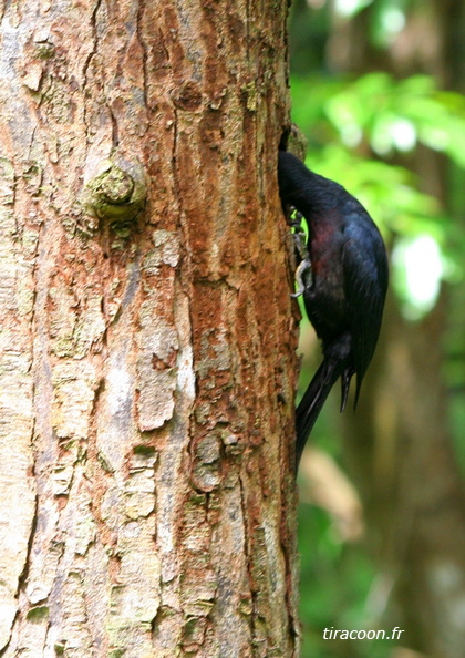 	Melanerpes herminieri	