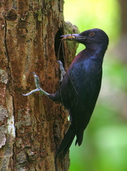 	Melanerpes herminieri	