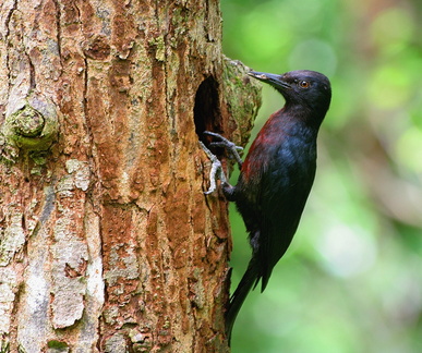 	Melanerpes herminieri	