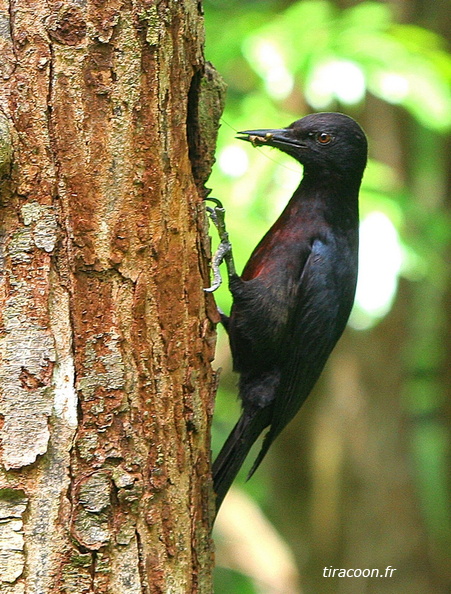 	Melanerpes herminieri	