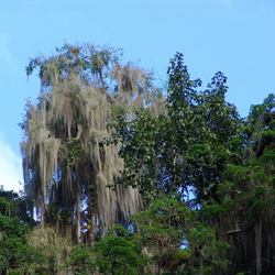 Forêt tropicale