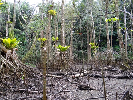 Etang de bois sec