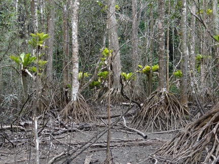 Etang de bois sec