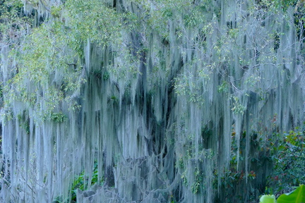 	Tillandsia usneoides	