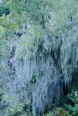 	Tillandsia usneoides	