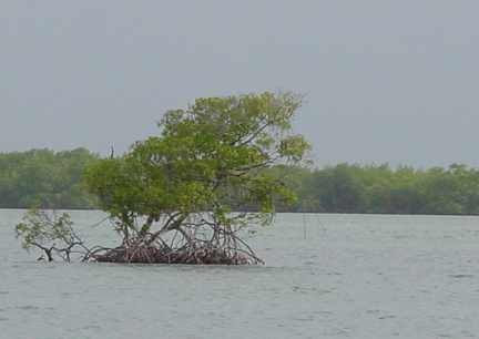 	Mangrove	