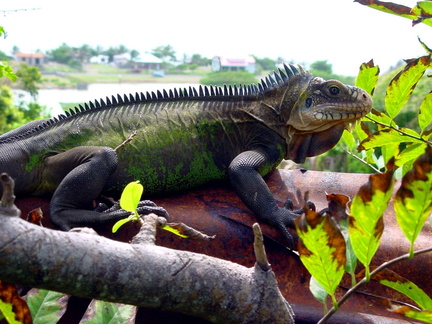 	Iguane	