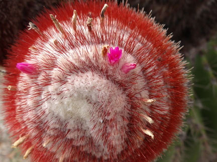 	Melocactus intortus