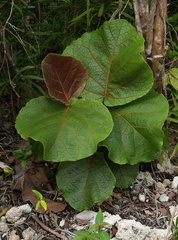 	Raisinier grandes feuilles	