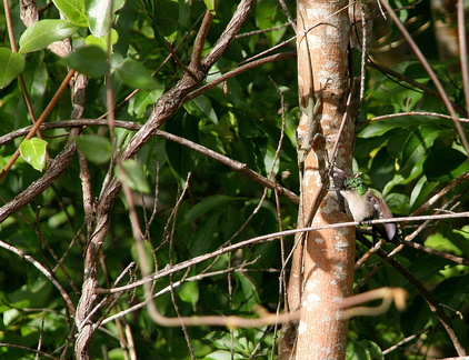 	Anoli et Colibri	