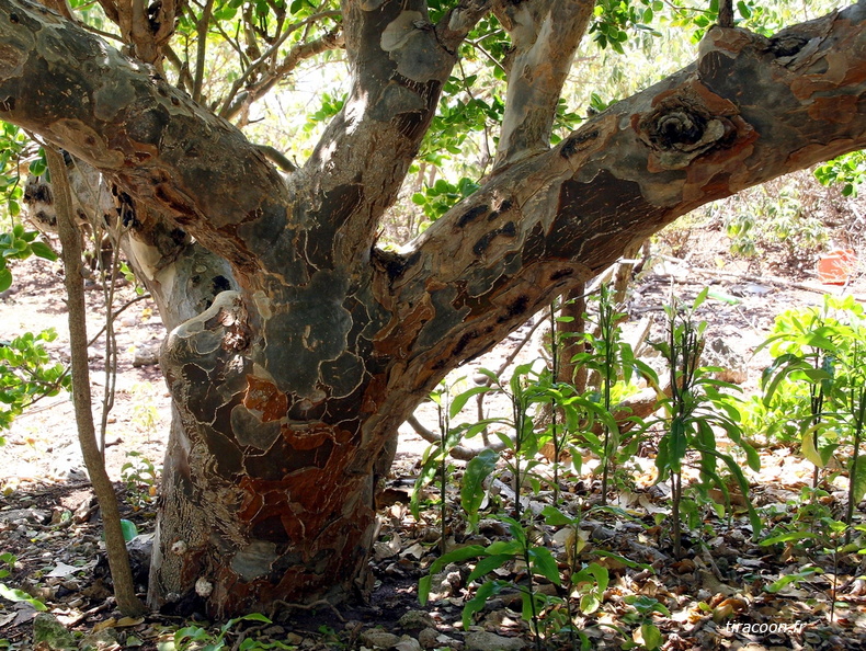 Tronc de Gaïac à La Désirade. Guaïacum officinale. Cet arbre, est réputé pour son bois extrêmement dur.
Il était en particulier utilisé pour la fabrication de poulies marines et de pièces d'engrenage. IMG_2888M.jpg