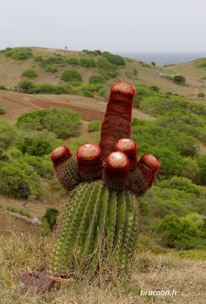 	Melocactus intortus	