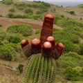 	Melocactus intortus	