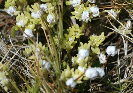 	Petite quinine	