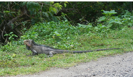 	Iguane	