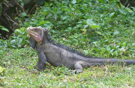 	Iguane	