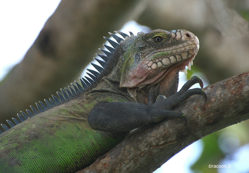 	Iguane	