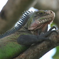 	Iguane	