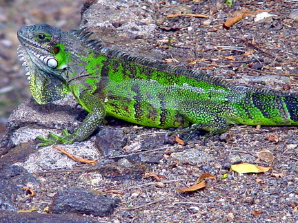 	Iguane au Fort	