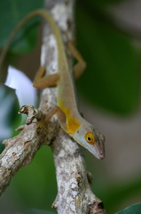 Anolis terraealtae