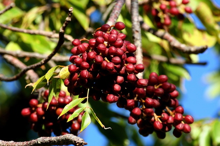 	Bursera simaruba		