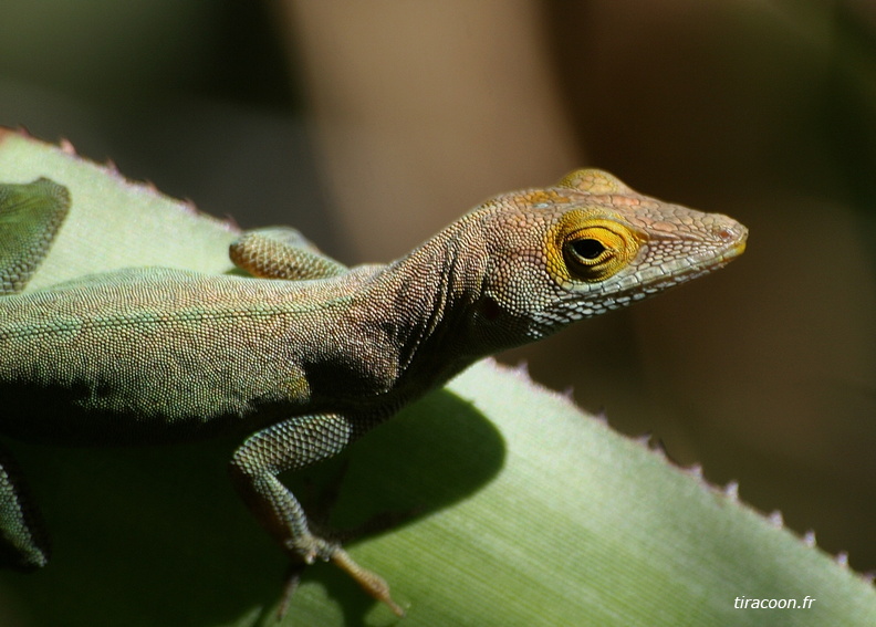 Anolis terraealtae