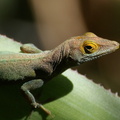 Anolis terraealtae